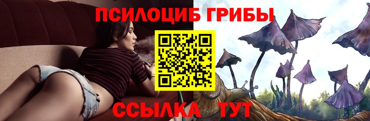 Псилоцибиновые грибы Psilocybine cubensis Пятигорск